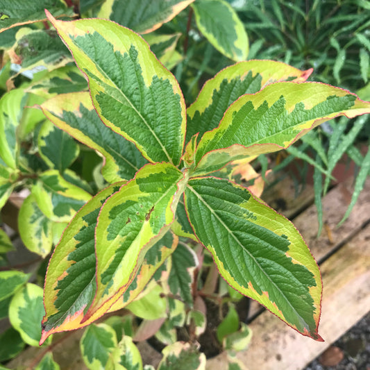 Weigela kosteriana Variegata 3L