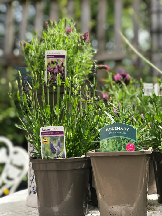 Rosmarinus officinalis - Rosemary