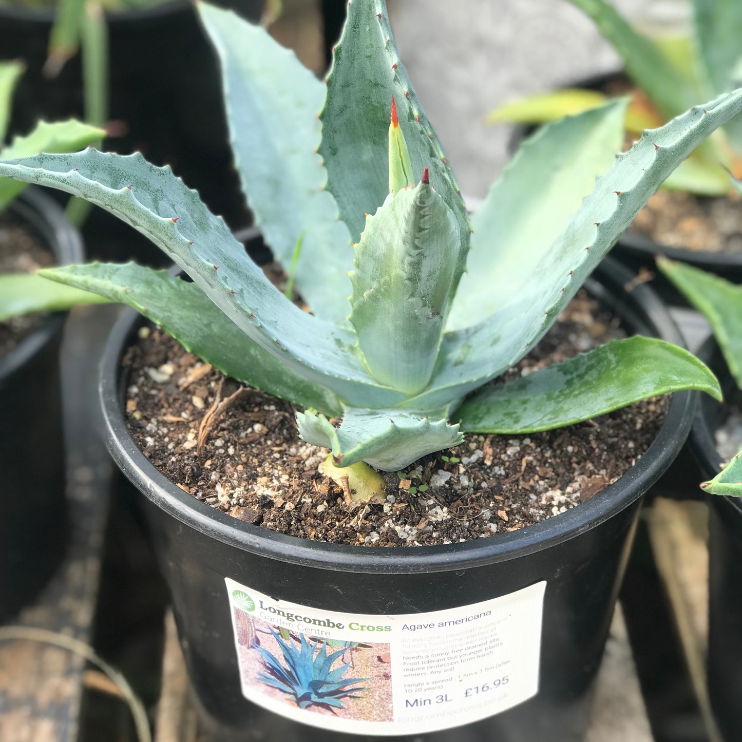 Agave americana