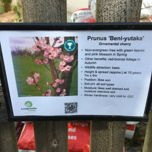 Prunus 'Beni-yutaka' 150cm