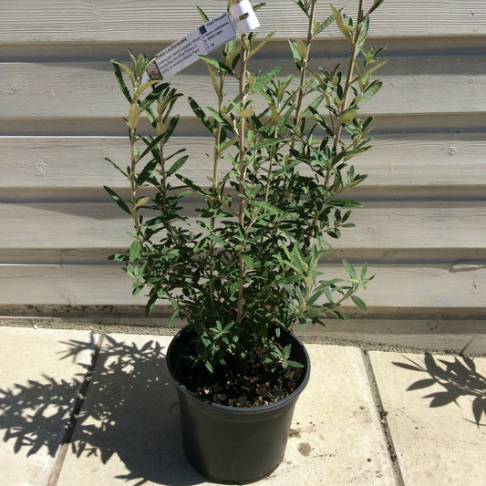 Olearia scillonensis