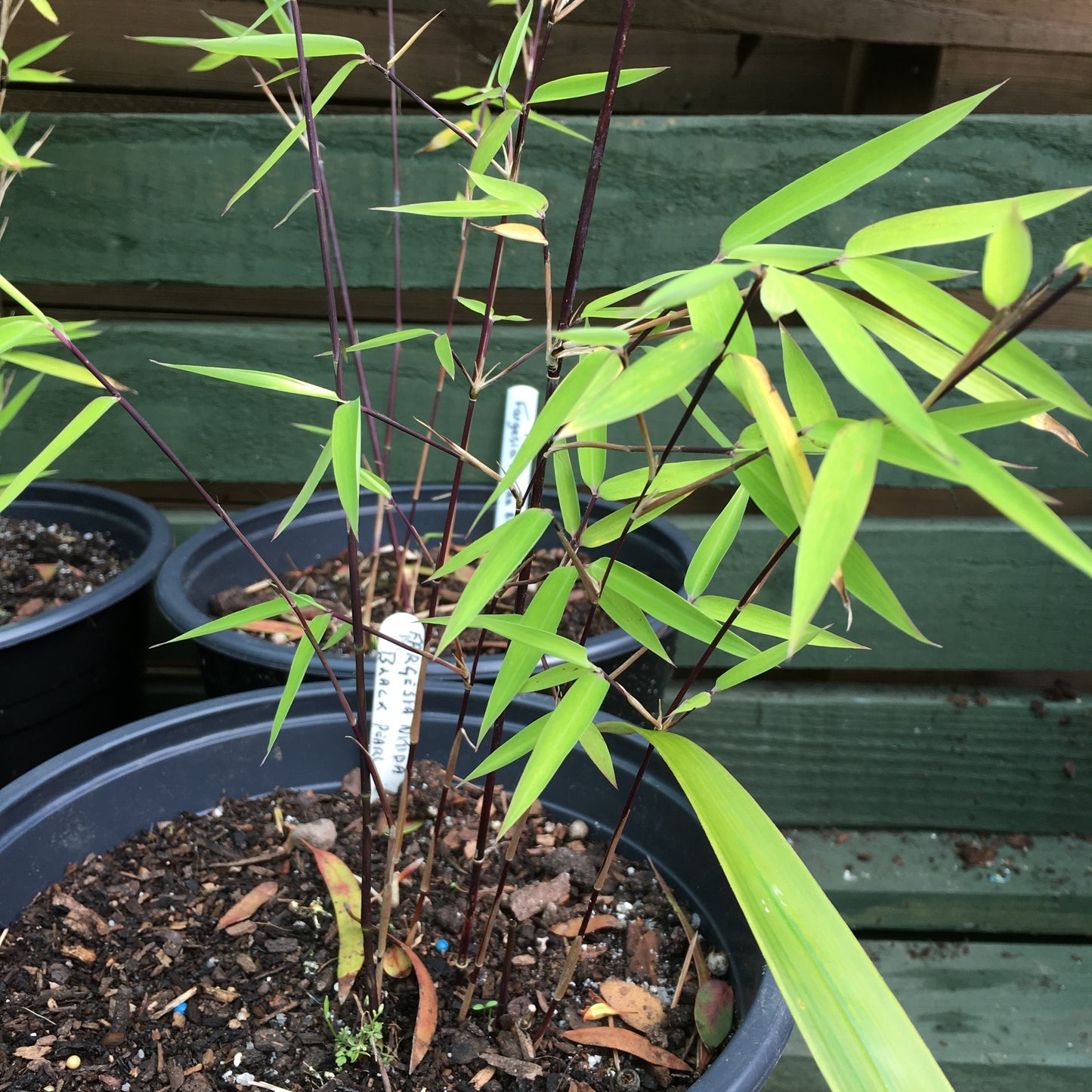 Fargesia nitida Black Pearl - Bamboo 5L Pot