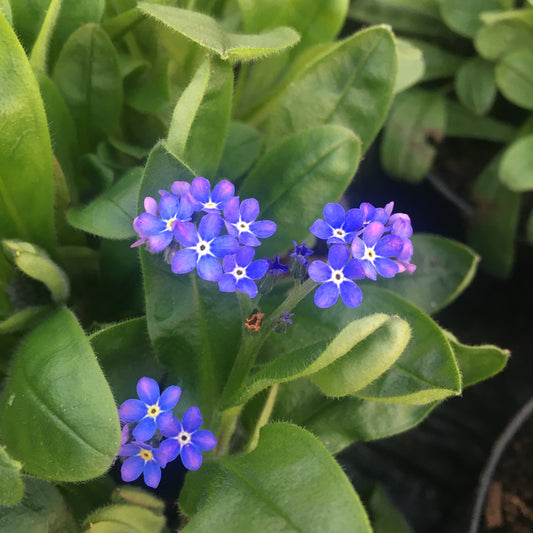 Forget me Nots - Myosotis sylvatica ‘Bluesylva’ / White / Pink