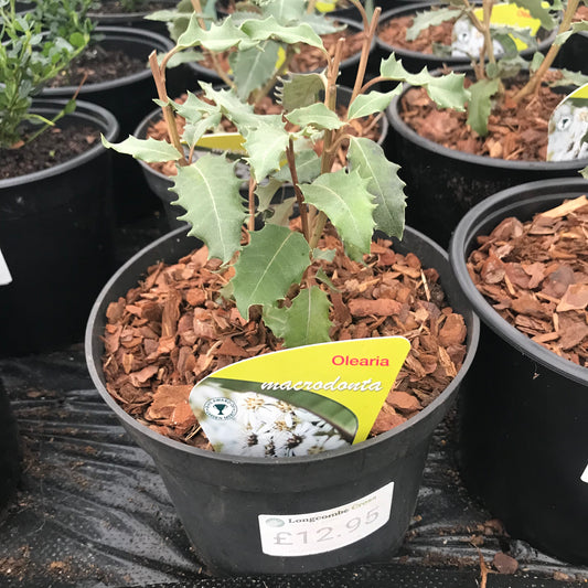 Olearia macrodonta - New Zealand Holly 3L