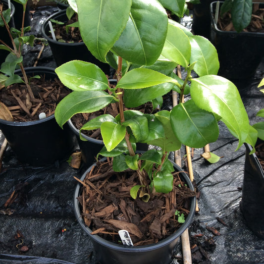 Camellia japonica Brushfield's Yellow 3L