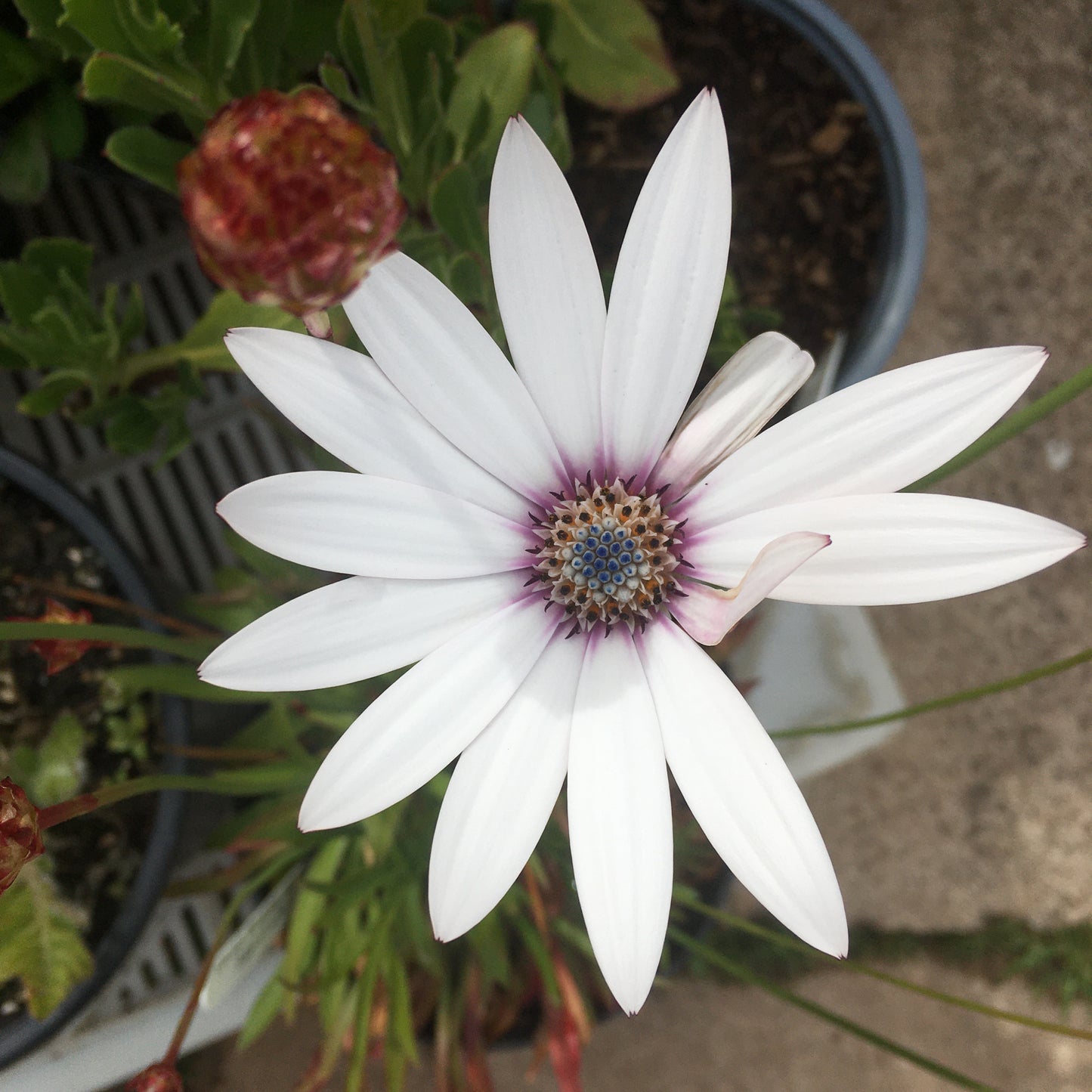 Osteospurmum 2L