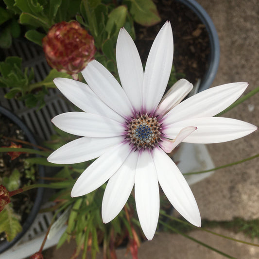 Osteospurmum 2L