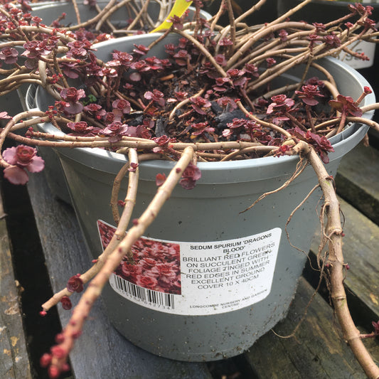 Sedum 'Dragon's Blood' 1L