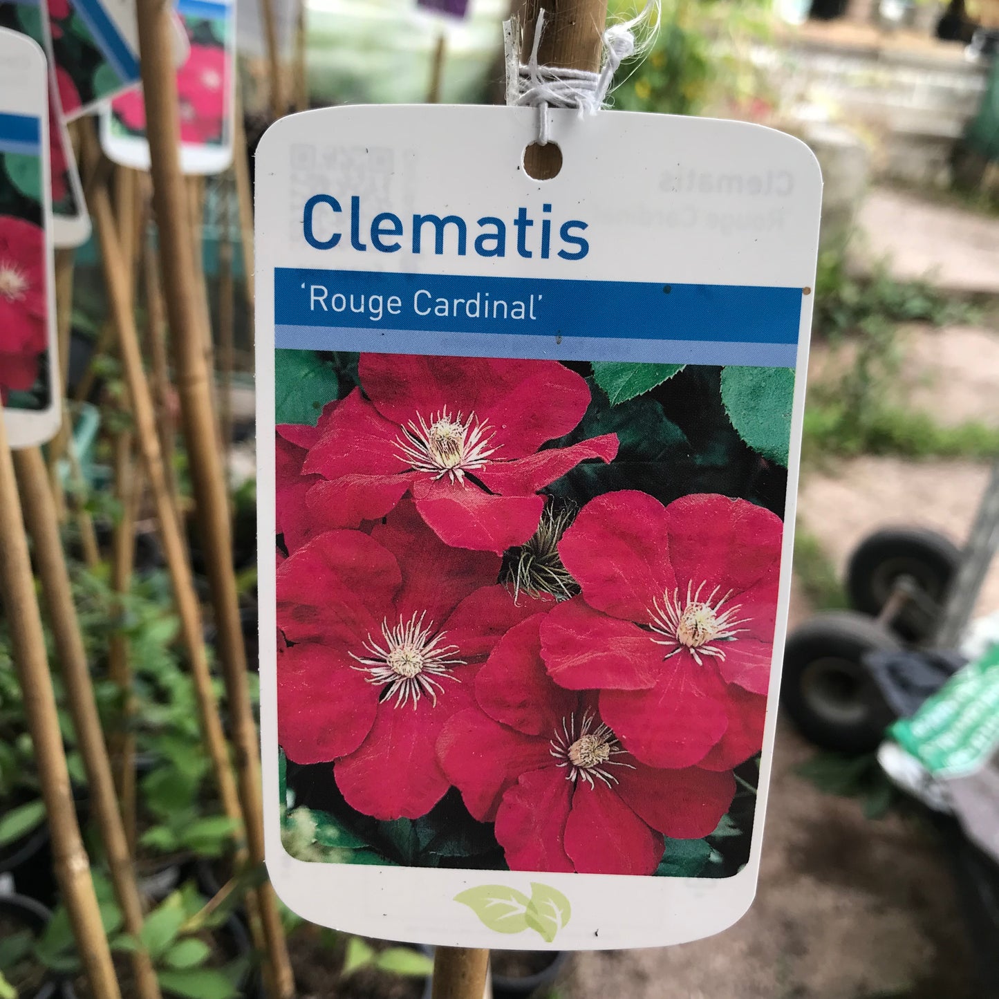 Clematis Rouge Cardinal Large 2L Climber Plant
