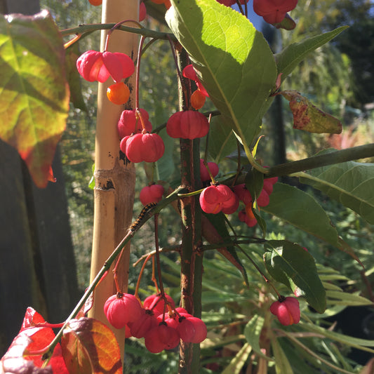 Euonymus europaeus - Spindle tree 3L
