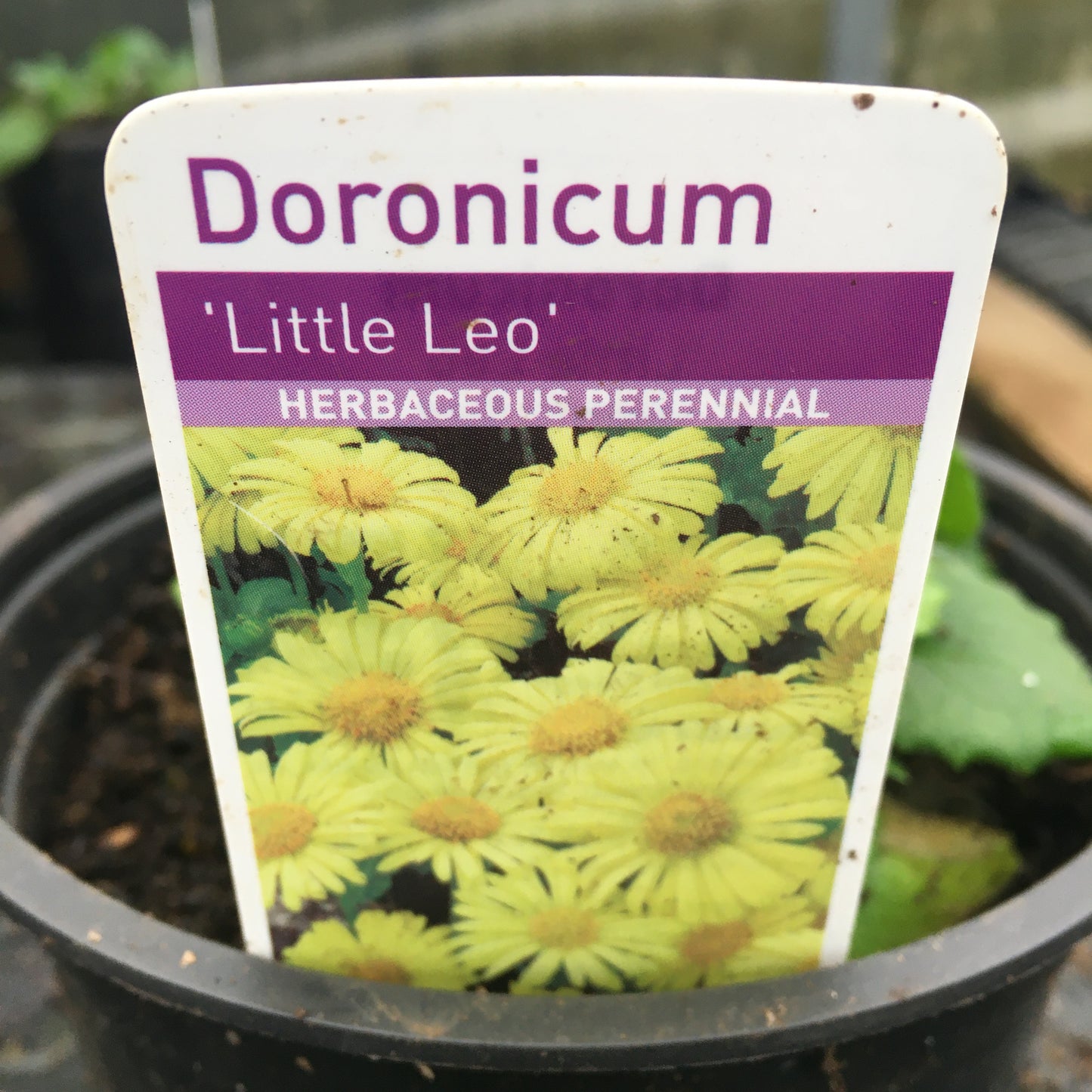 Doronicum - Little Leo