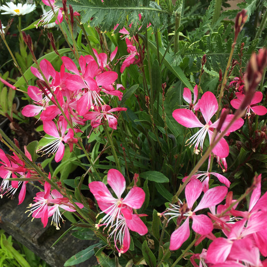 Gaura Little Janie White 2L