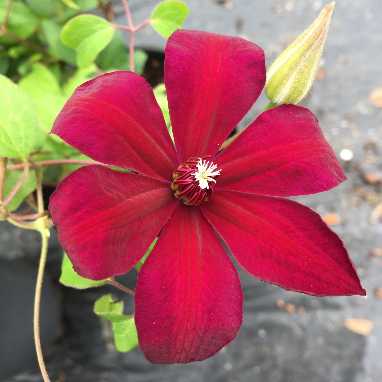 Clematis Westerplatte 3L Climber Plant