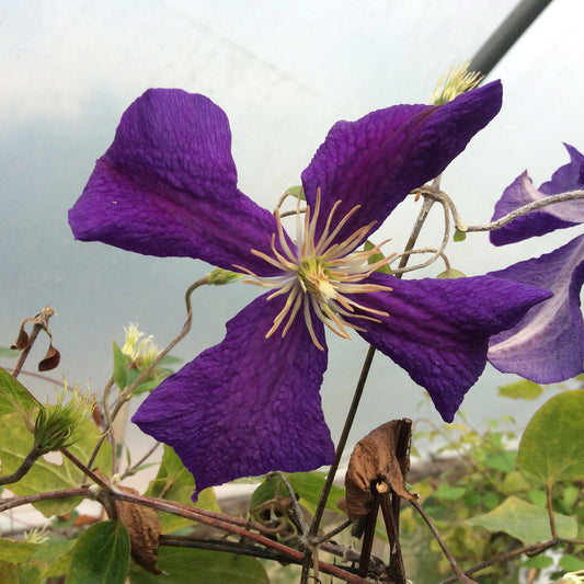 Clematis Jackmanii Large 3L Climber Plant