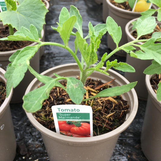 Tomato Super Marmande 9cm pot