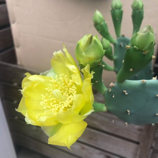 Opuntia stricta