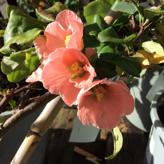 Chaenomeles Mango Storm 3L Flowering Quince