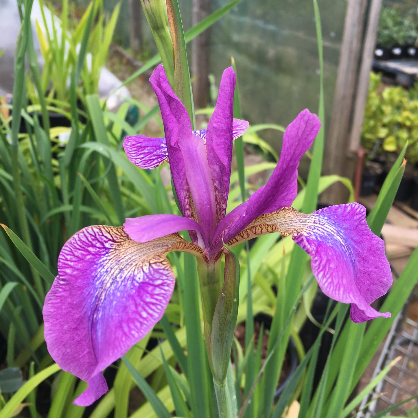 Iris - Blue/Purple