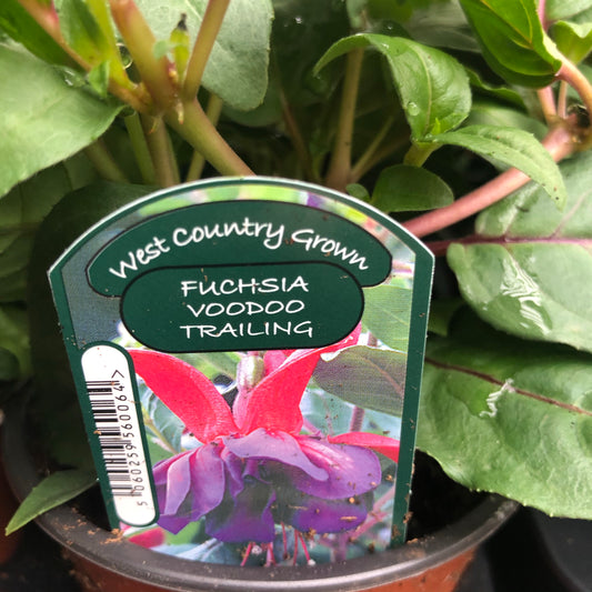 Fuchsia - Trailing 1L