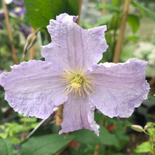 Clematis Blue Angel / Blekitny Aniol