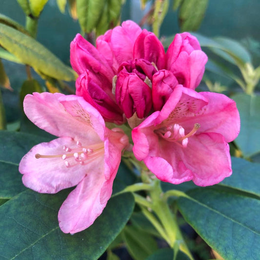 Rhododendron 'Percy Wiseman'