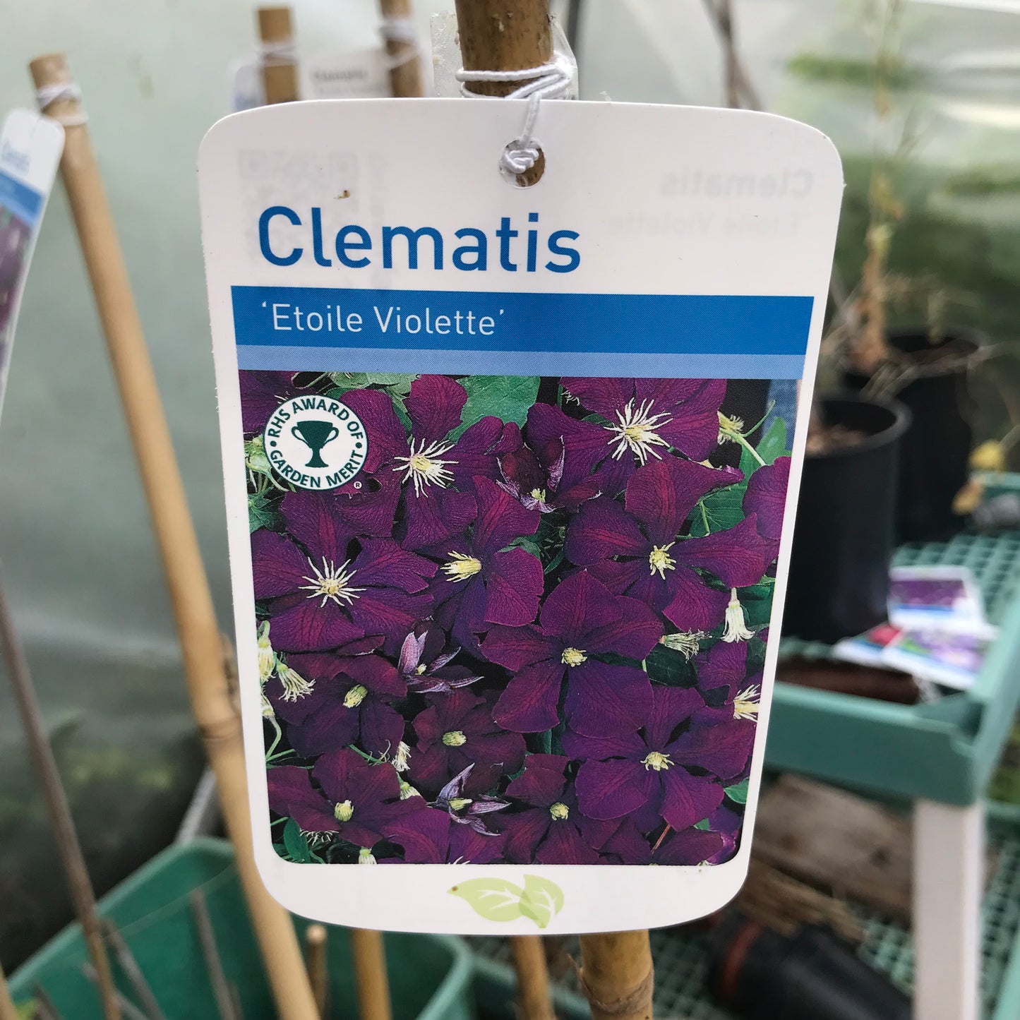 Clematis viticella Etoile violette Large 2L Climber Plant