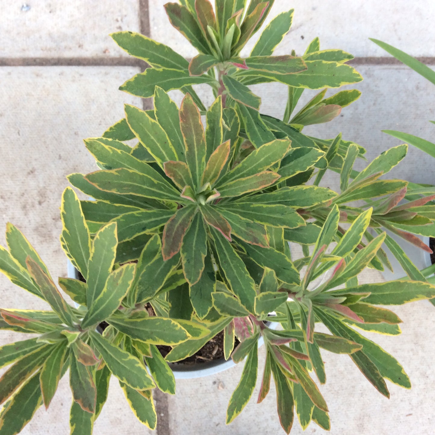 Euphorbia Ascot Rainbow