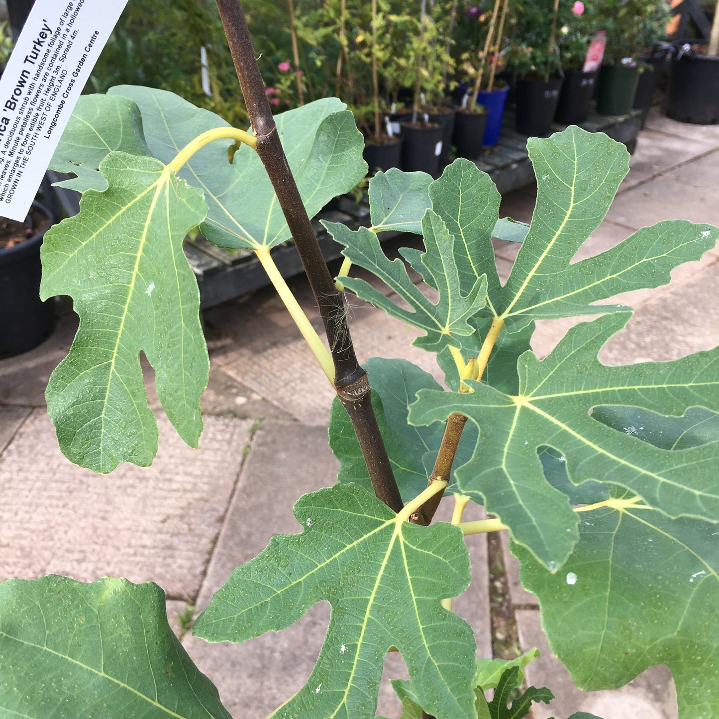 Ficus carcia Brown Turkey - Fig