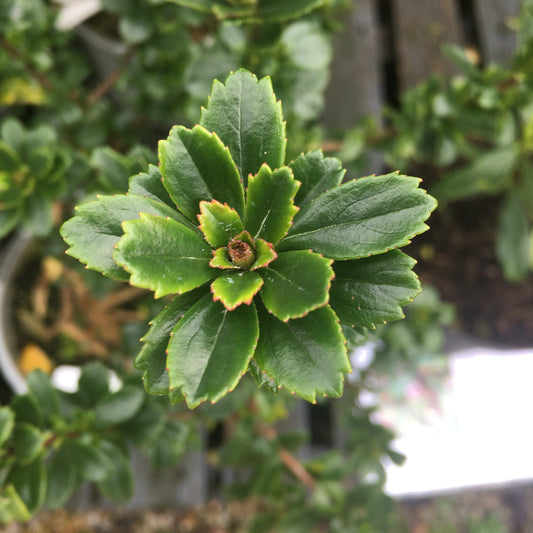 Escallonia Apple Blossom