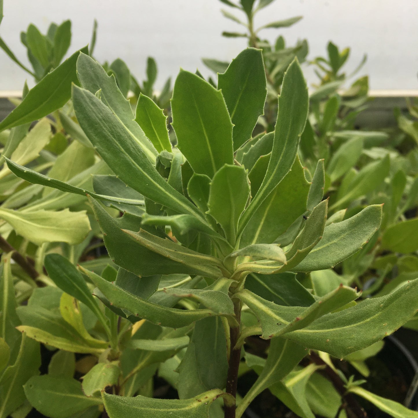 Osteospurmum 2L