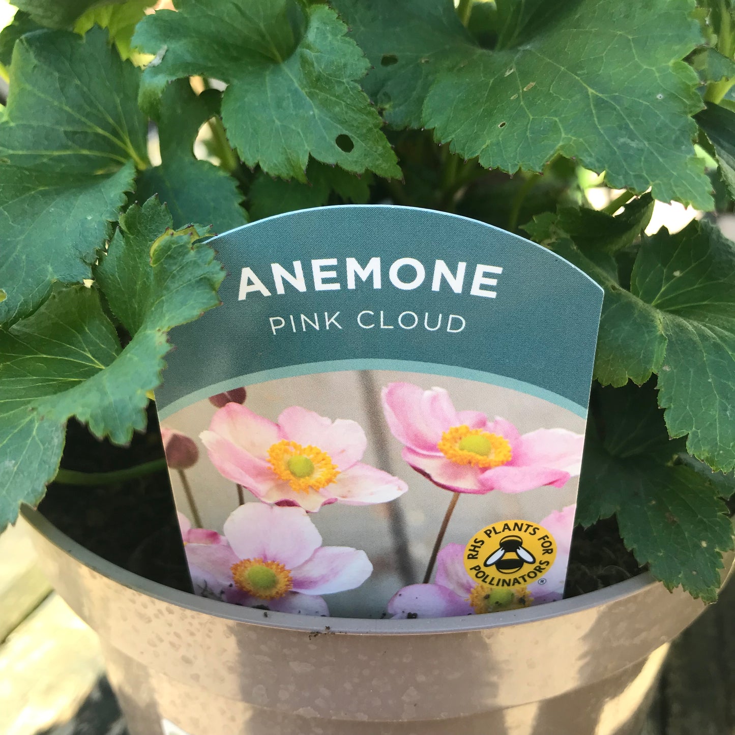 Anemone 2/3L