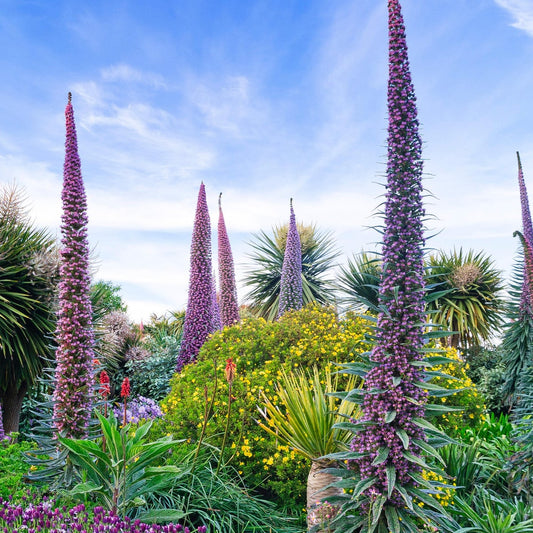 Echium