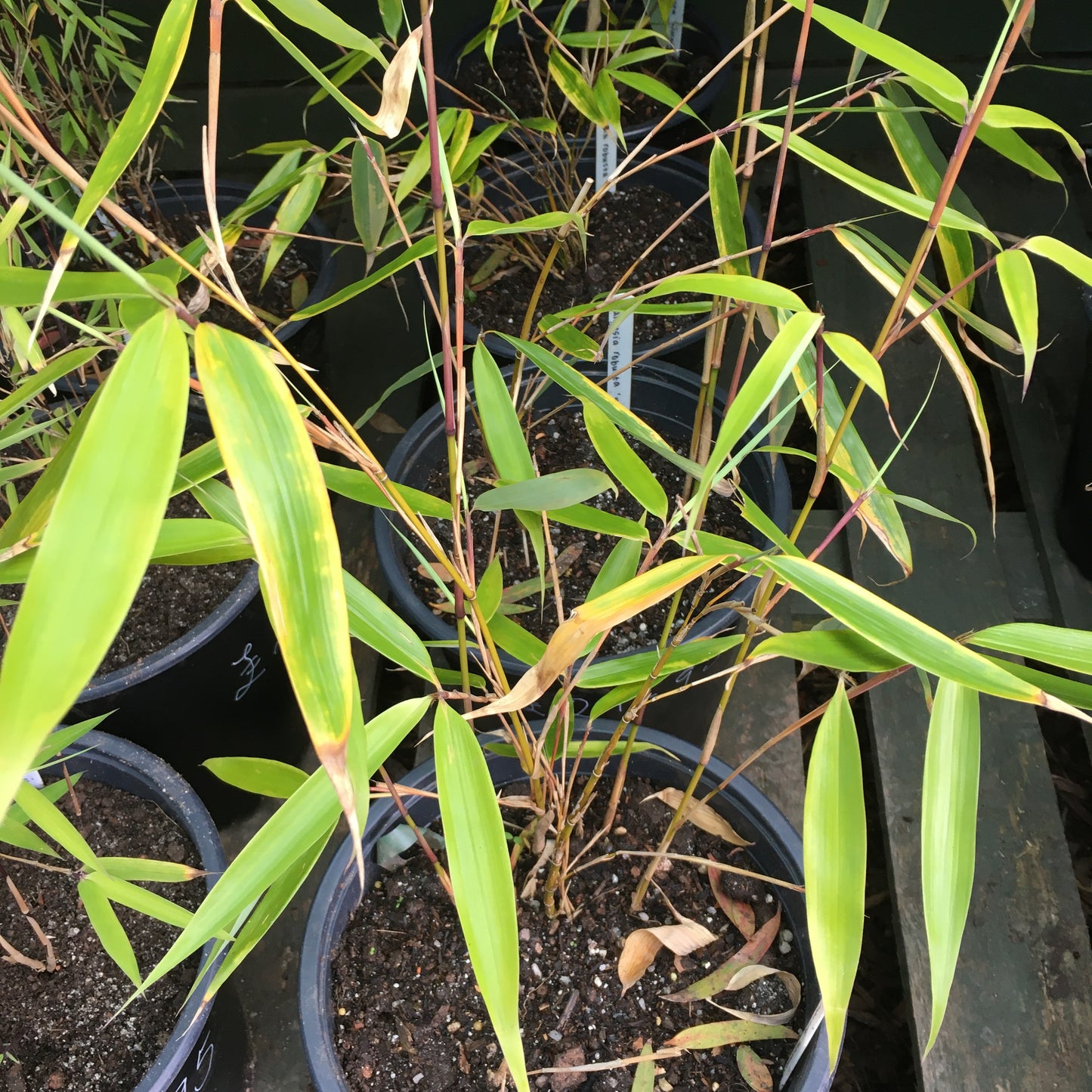 Fargesia robusta ‘Wolong’ - Bamboo 5L Pot