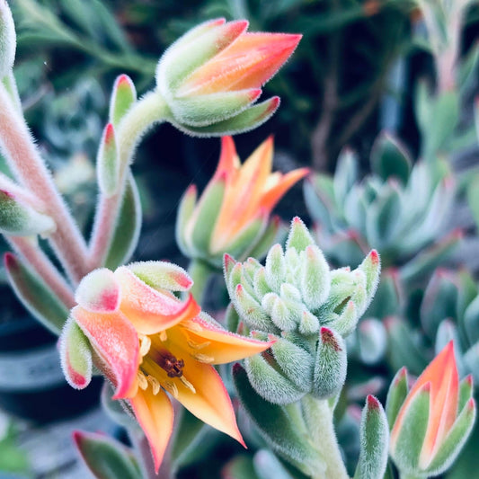 Echeveria Oliver