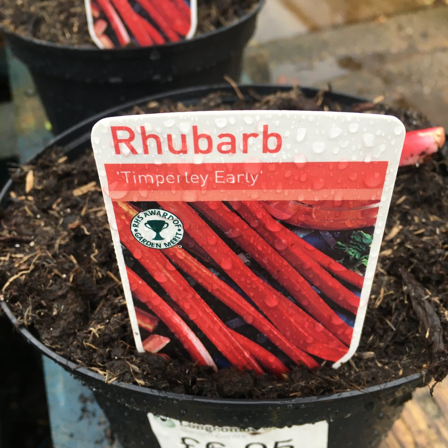 Rhubarb Timperly Early 3L pot