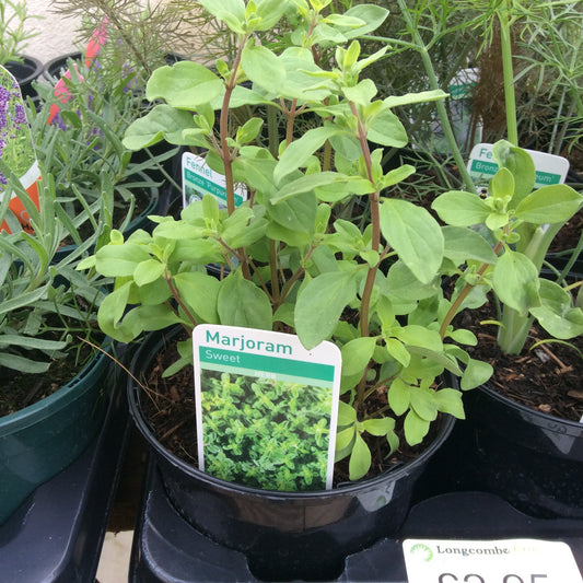 Sweet/Pot Marjoram 1 Litre pot