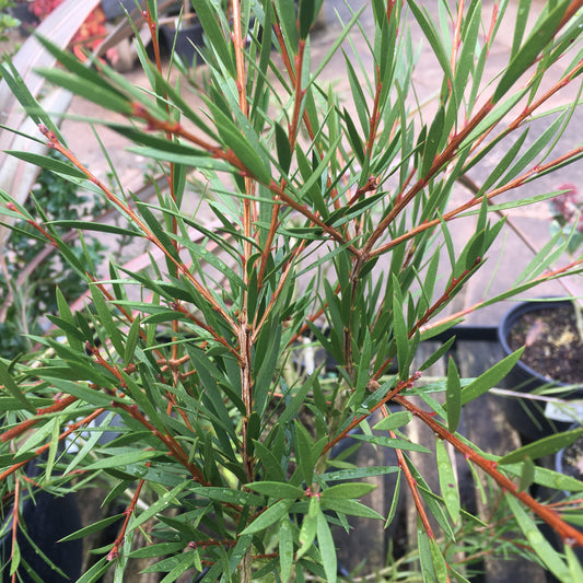 Callistemon rigidus - bottle brush
