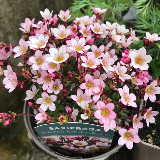 Saxifraga 1L