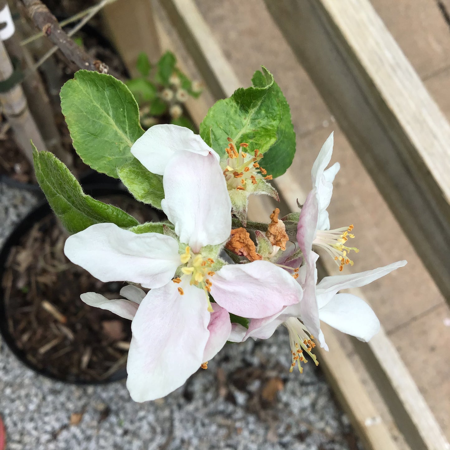 Apple Red Devil - Malus Red Devil