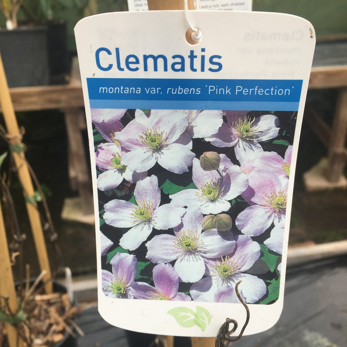 Clematis montana var rubens Pink Perfection