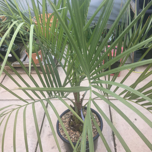 Butia odorata (capitata) - Jelly Palm