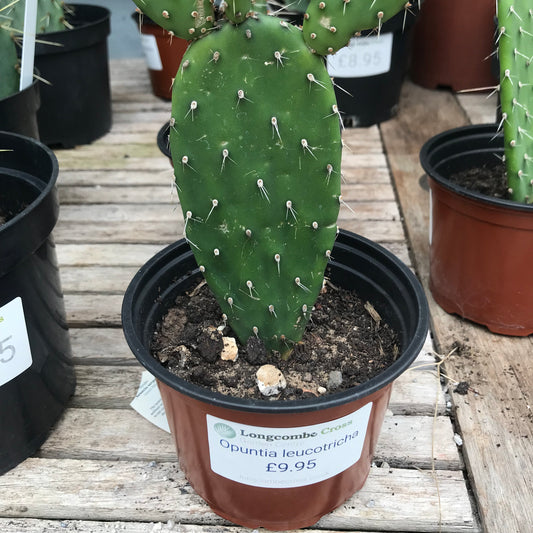 Opuntia - Cactus 2/3L