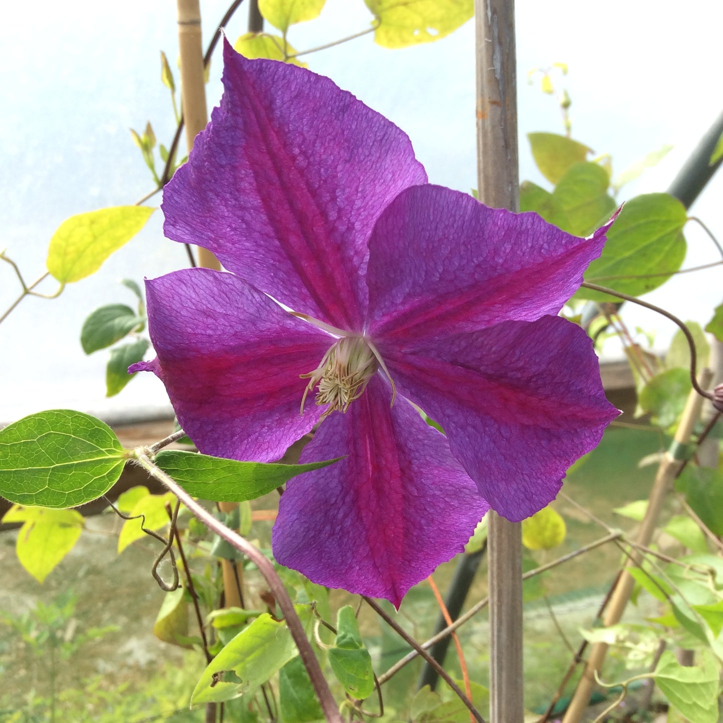 Clematis Star of India Large 3L Climber Plant