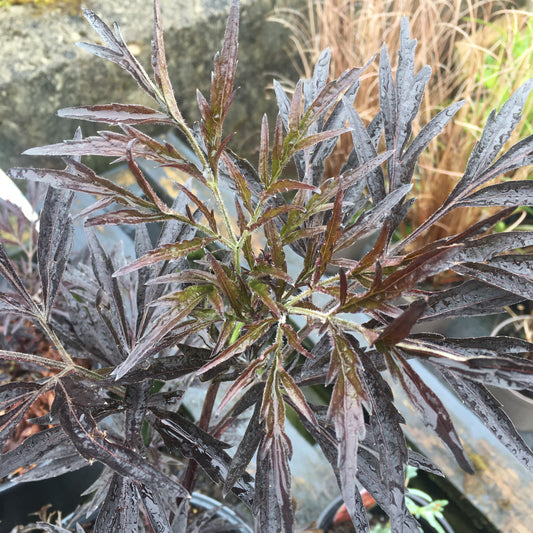 Sambucus Black Lace 3L