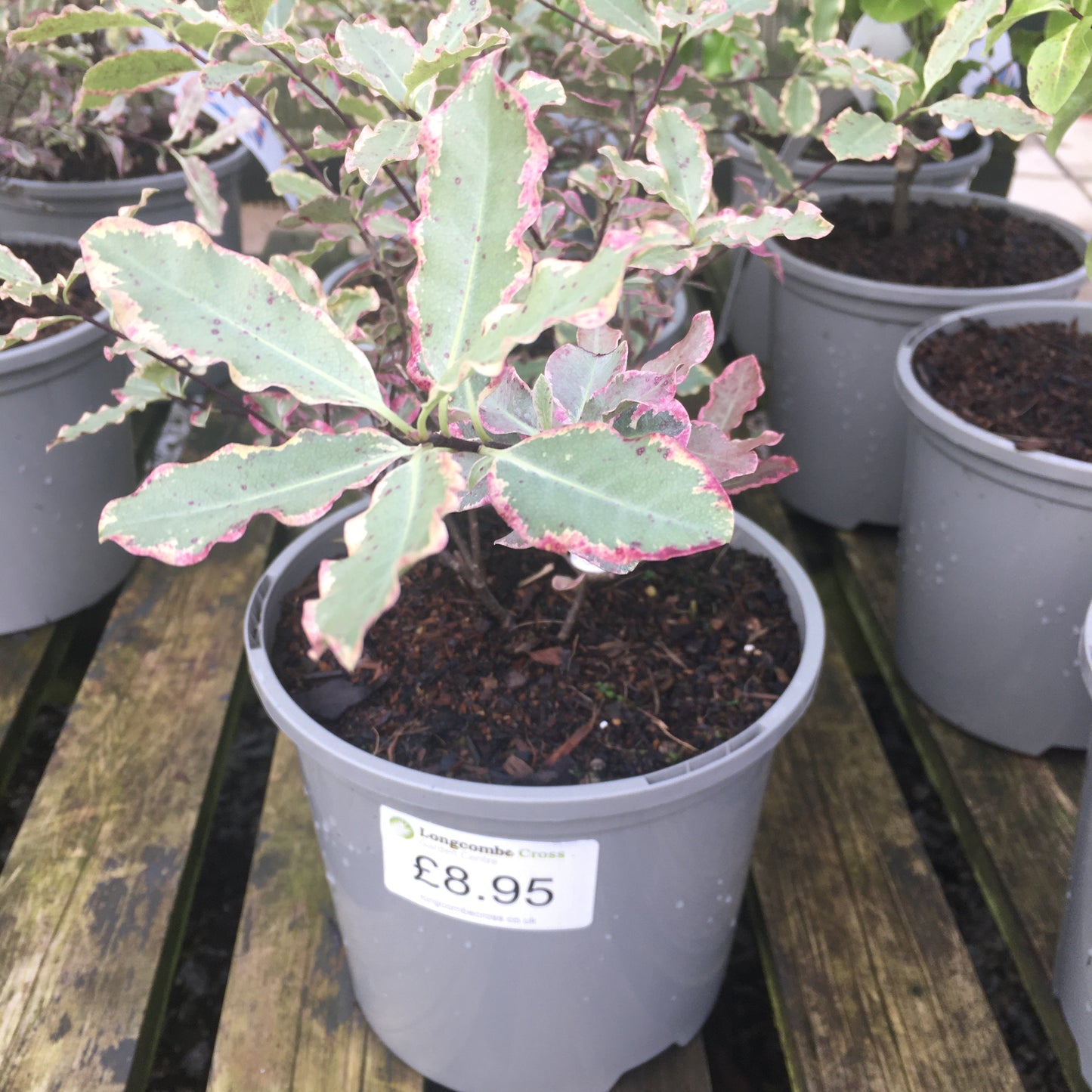 Pittosporum Elizabeth 3L