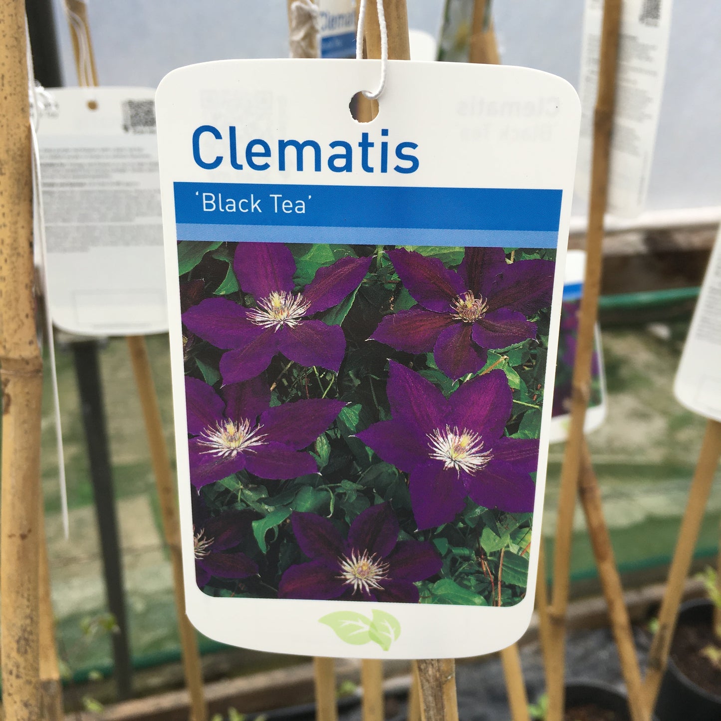 Clematis Black Tea