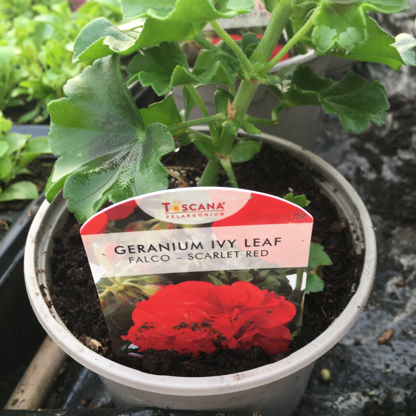 Geranium - Ivy leaf