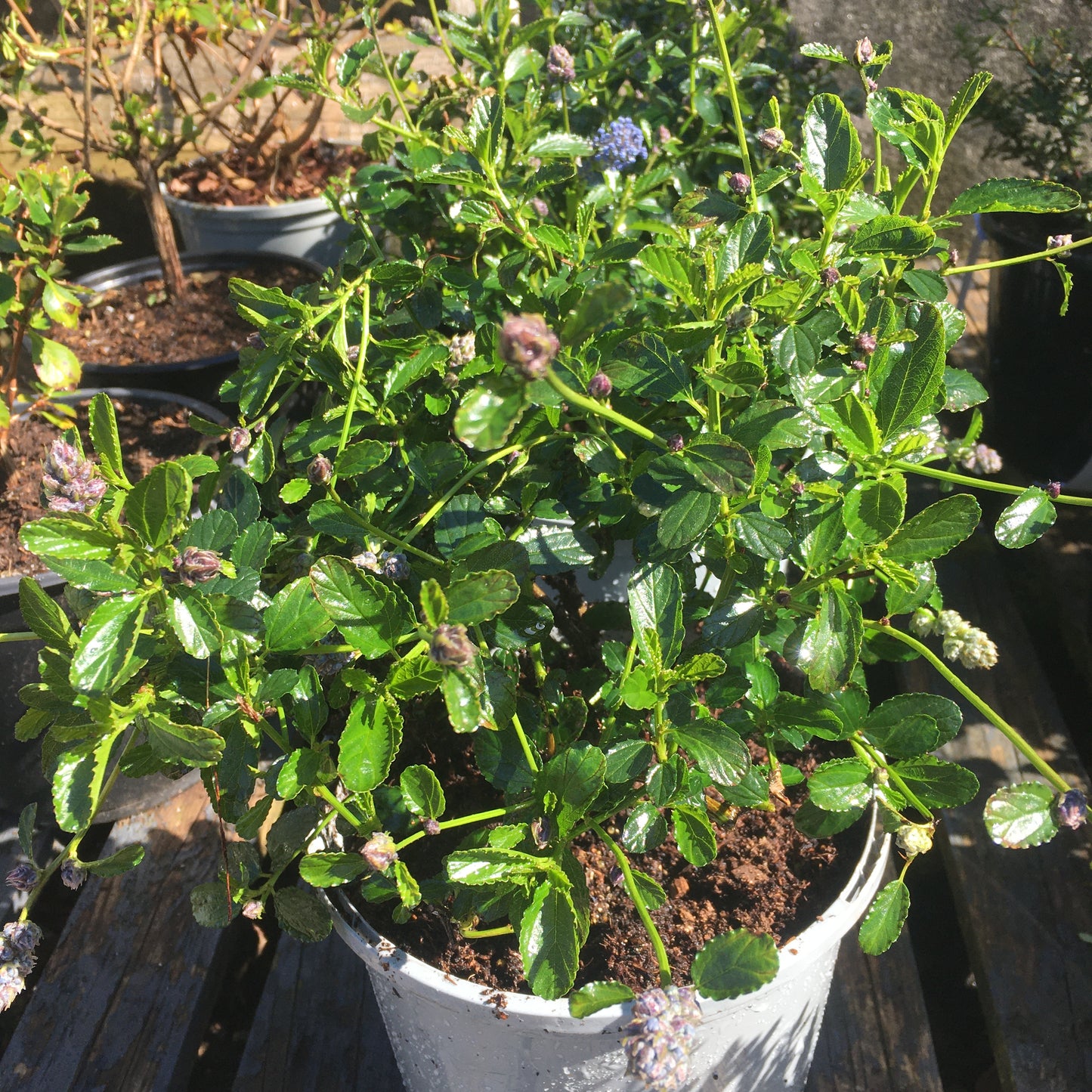 Ceanothus Thrysiflorus repens 3L Creeping Blue Ceanothus