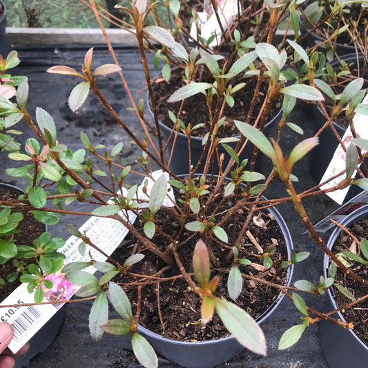 Azalea japonica Blue Danube 3L