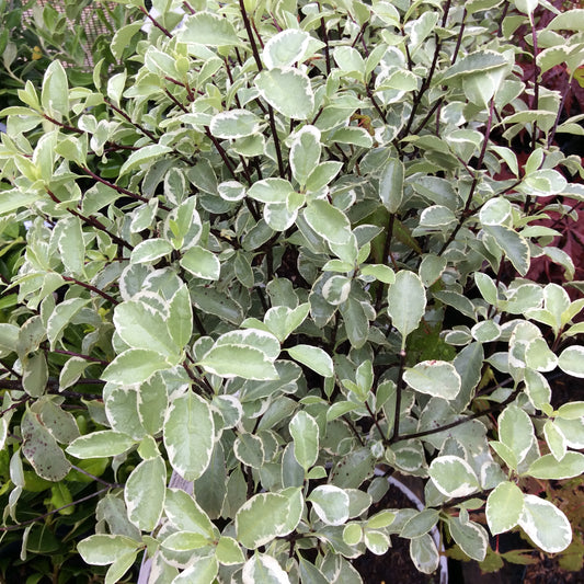 Pittosporum Ten Silver Queen 3L